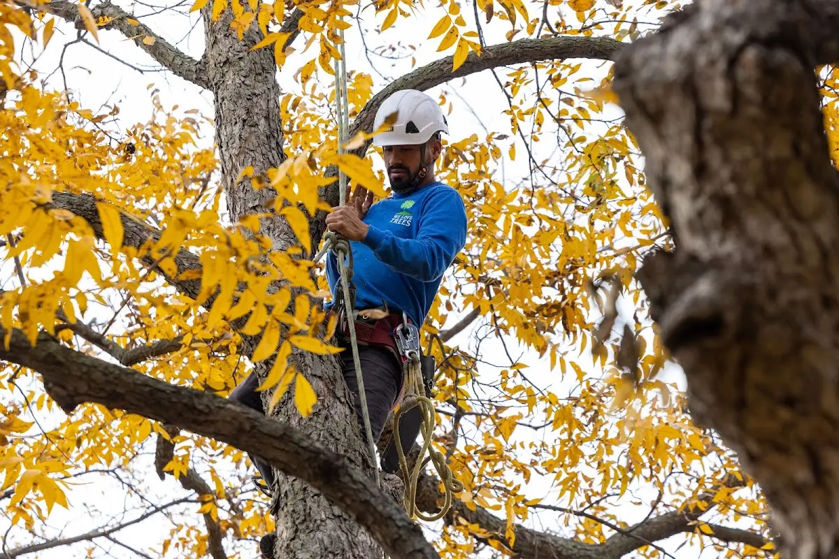 Skilled Tree Transplanting crew working in Tutor Key